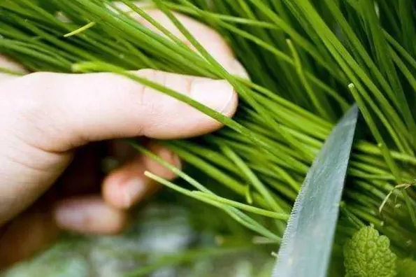 “双向被割的韭菜”｜免费newsletter（018）