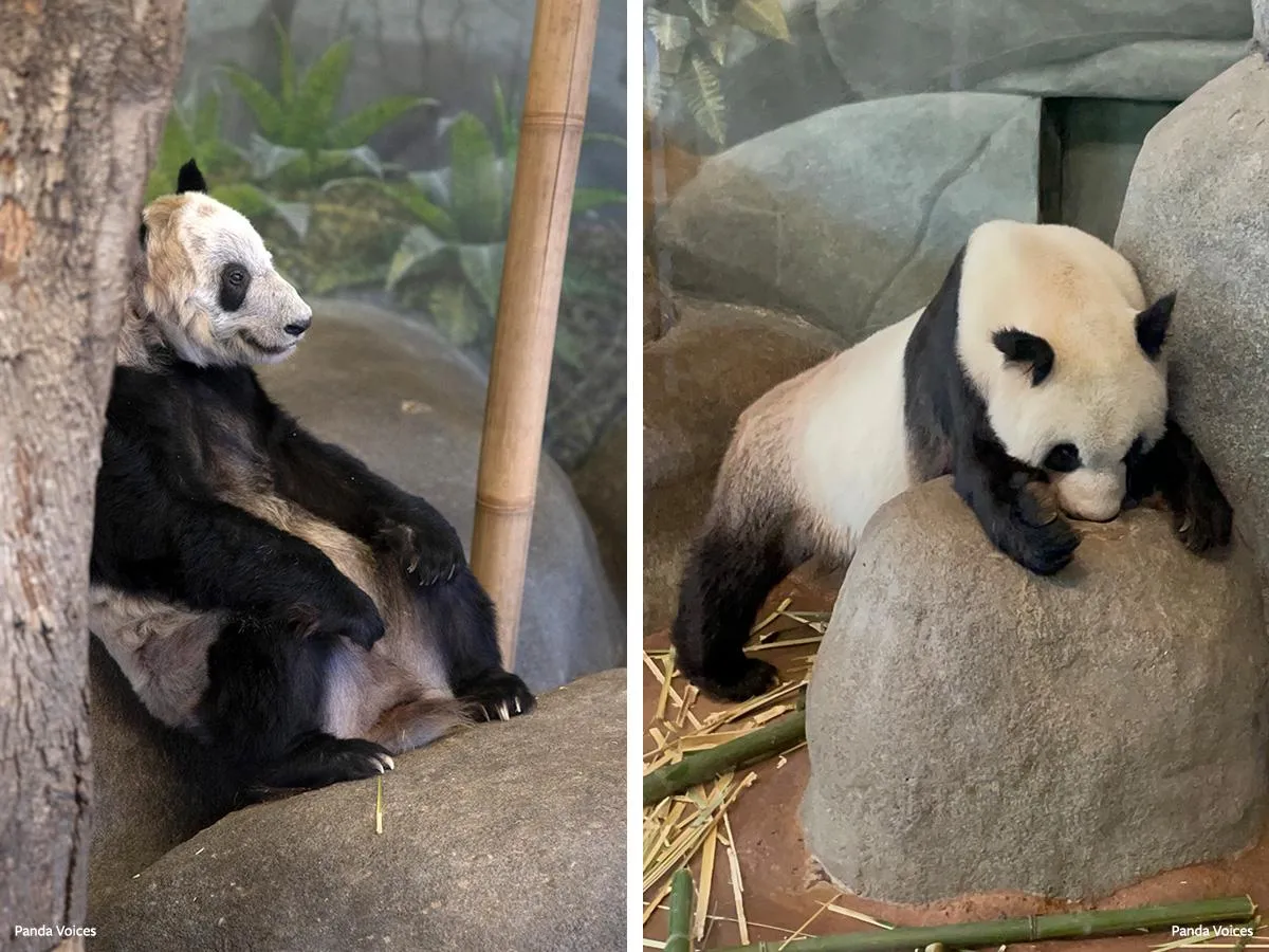 新闻实验室会员通讯（667）熊猫与战狼